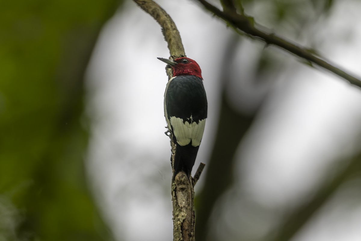 Red-headed Woodpecker - ML617893320