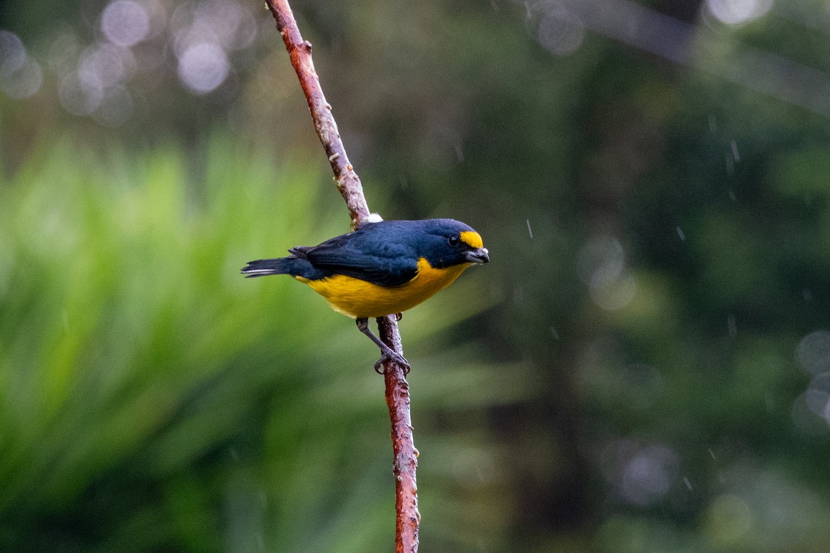 Yellow-throated Euphonia - ML617893334