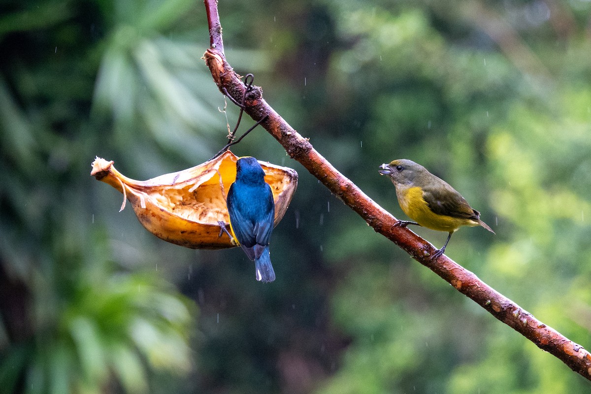 Yellow-throated Euphonia - ML617893338