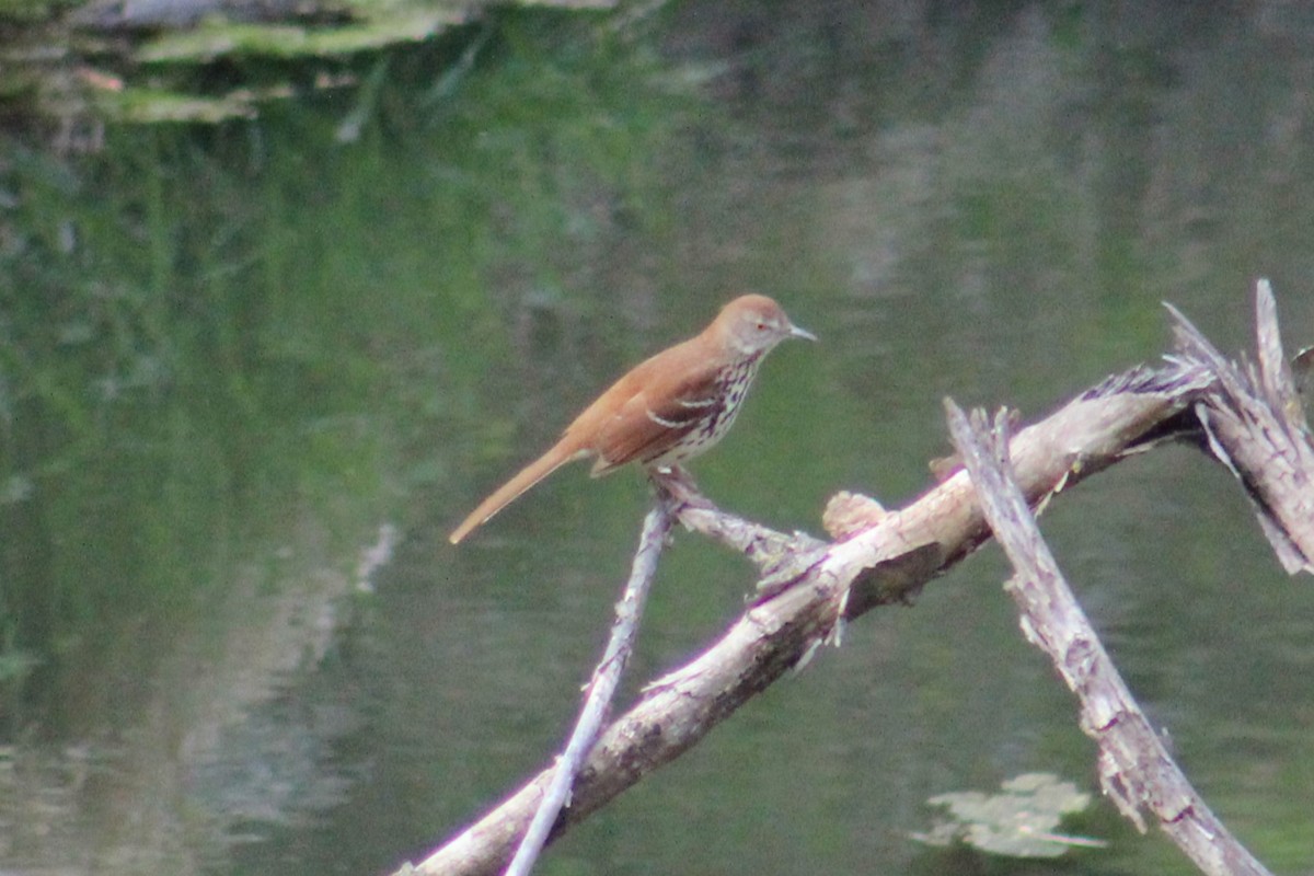 Brown Thrasher - ML617893347