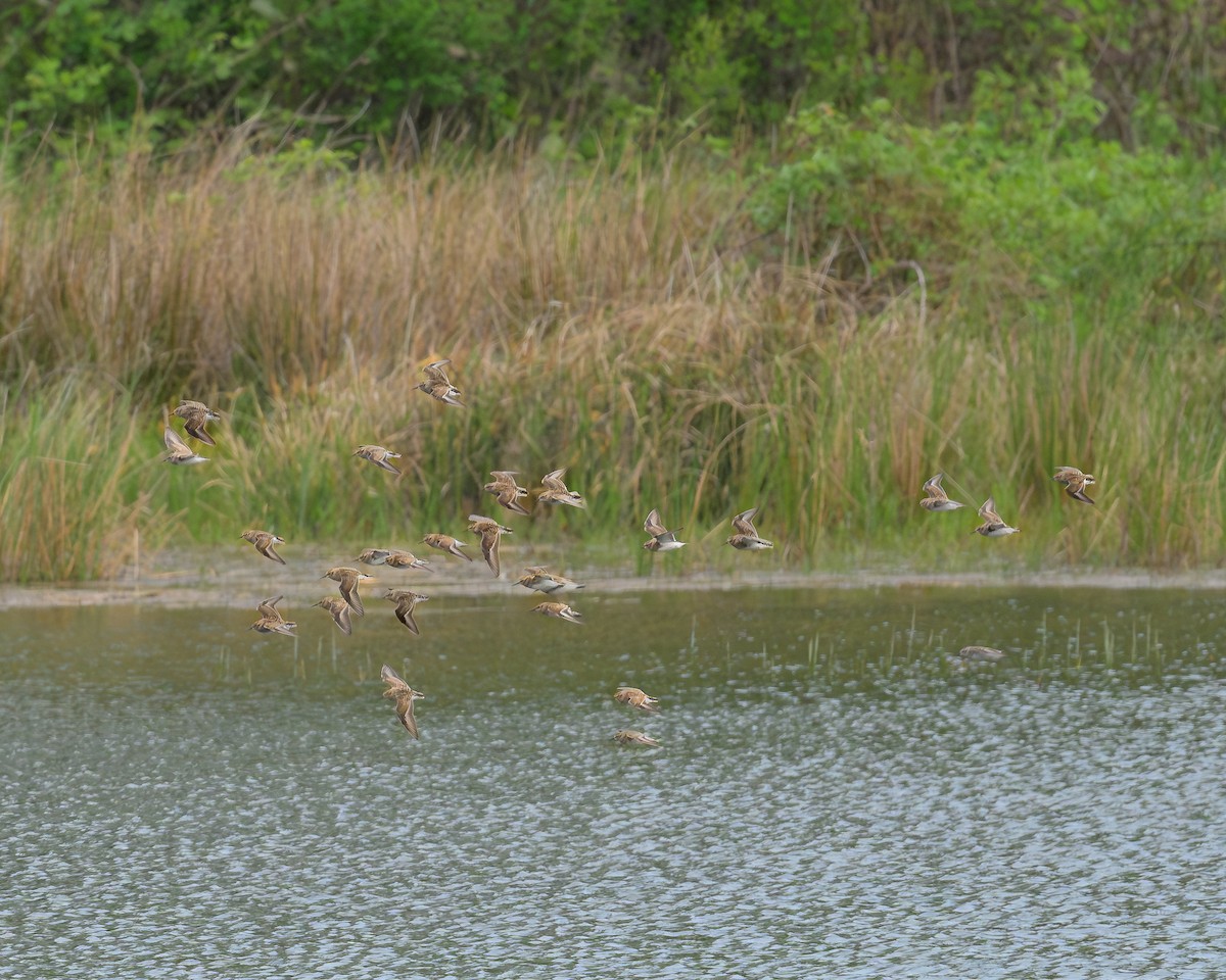 Least Sandpiper - John Davis