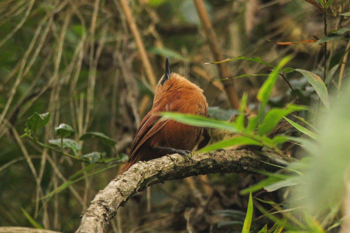 Rufous Wren - ML617893431