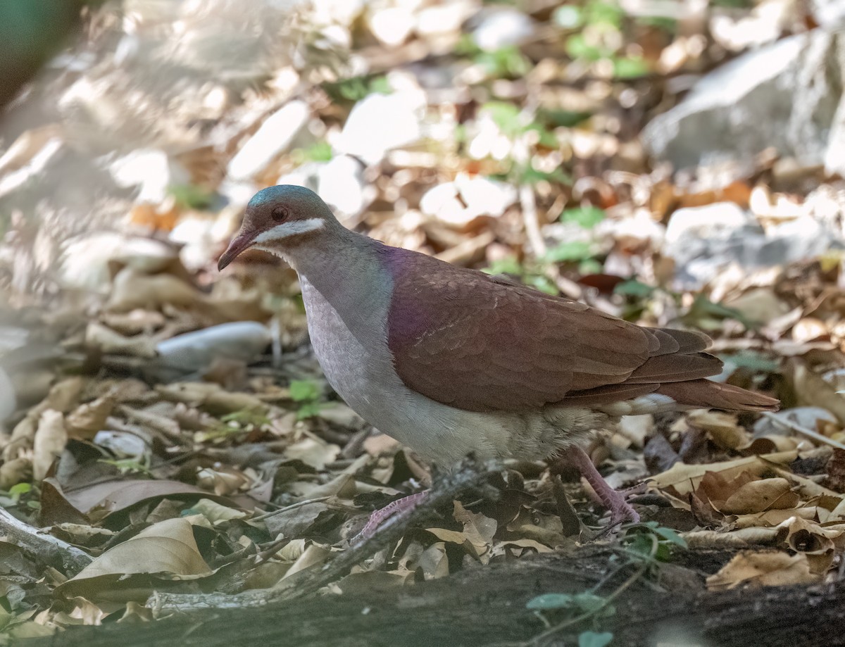 Key West Quail-Dove - ML617893447