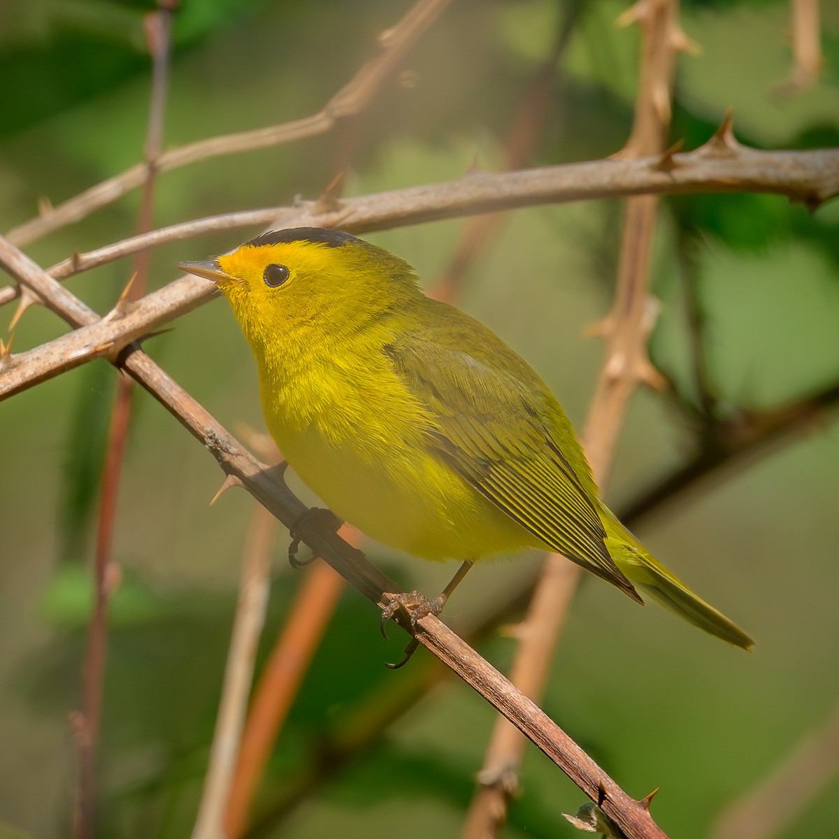 Wilson's Warbler - John Davis