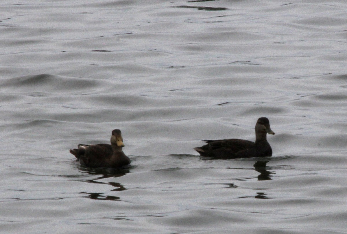 American Black Duck - ML617893457