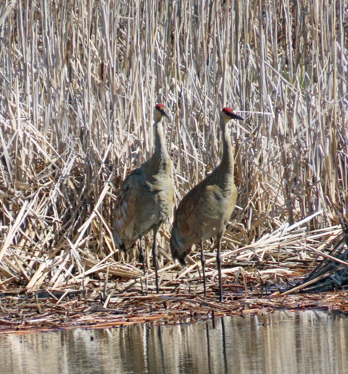 Grue du Canada - ML617893487