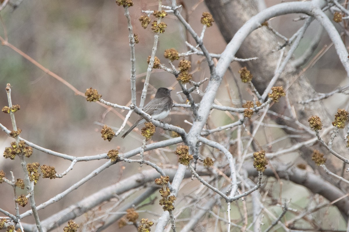 Black Phoebe - David Wade