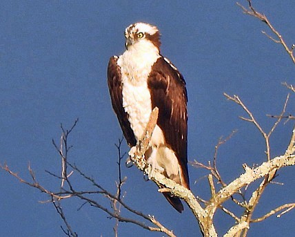 Águila Pescadora - ML617893494