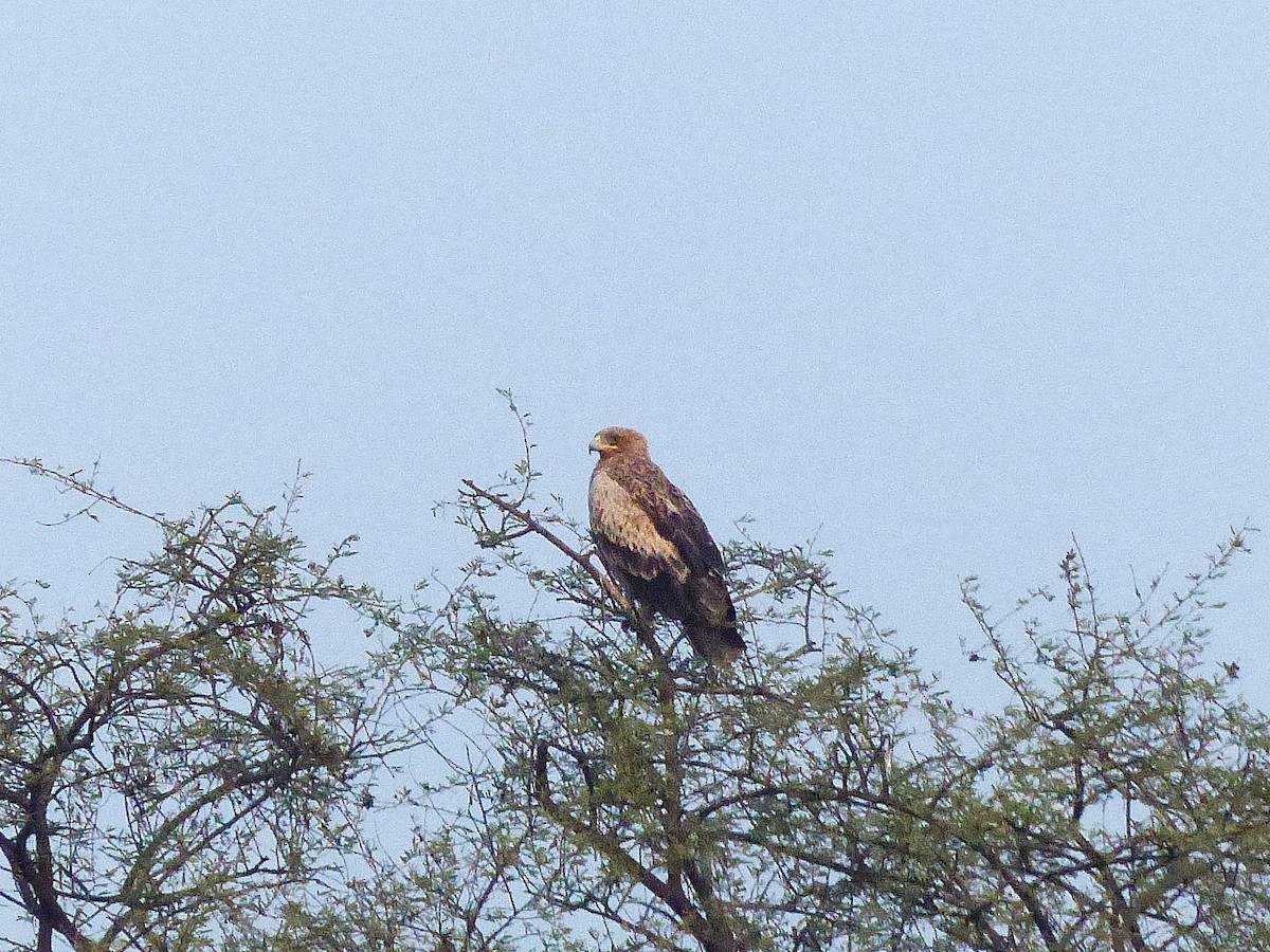 Águila Imperial Oriental - ML617893528