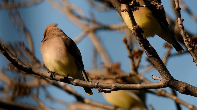 Cedar Waxwing - ML617893542