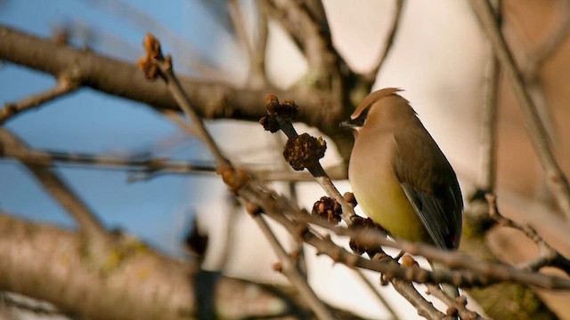 Cedar Waxwing - ML617893543