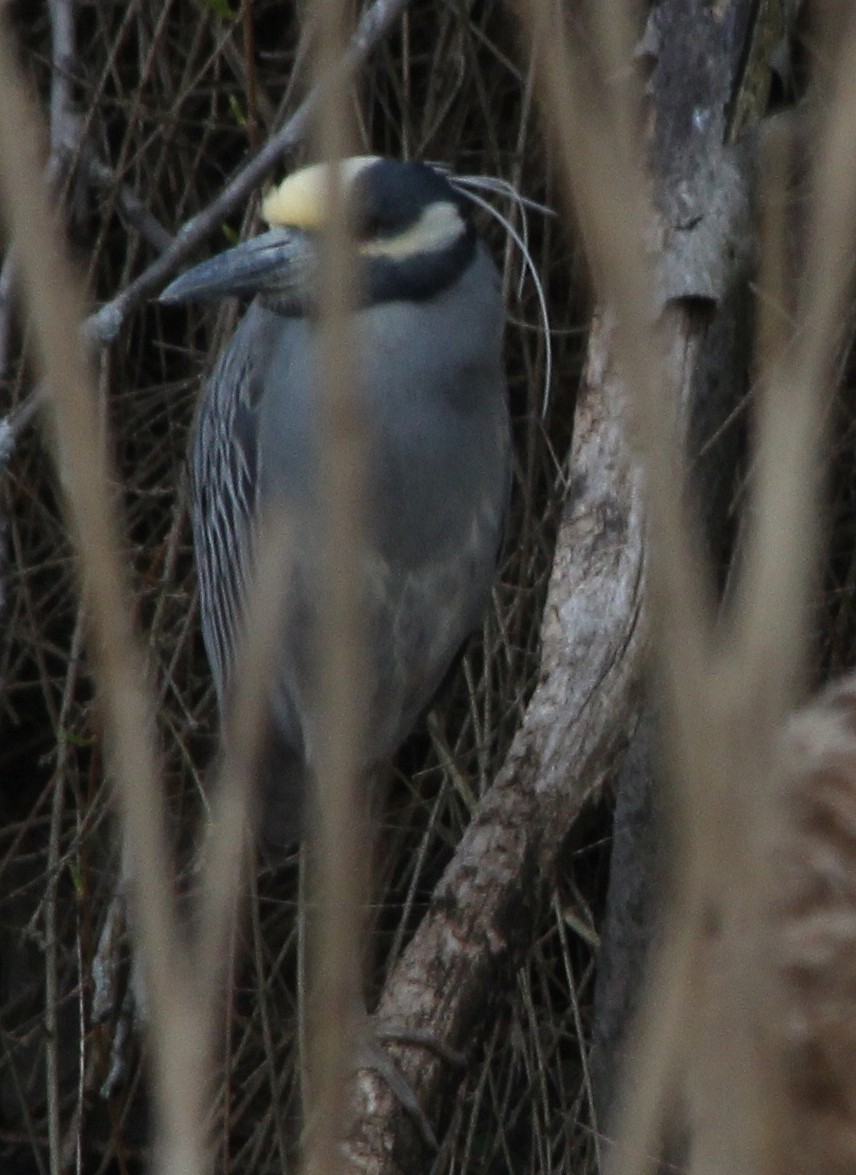 Yellow-crowned Night Heron - ML617893565