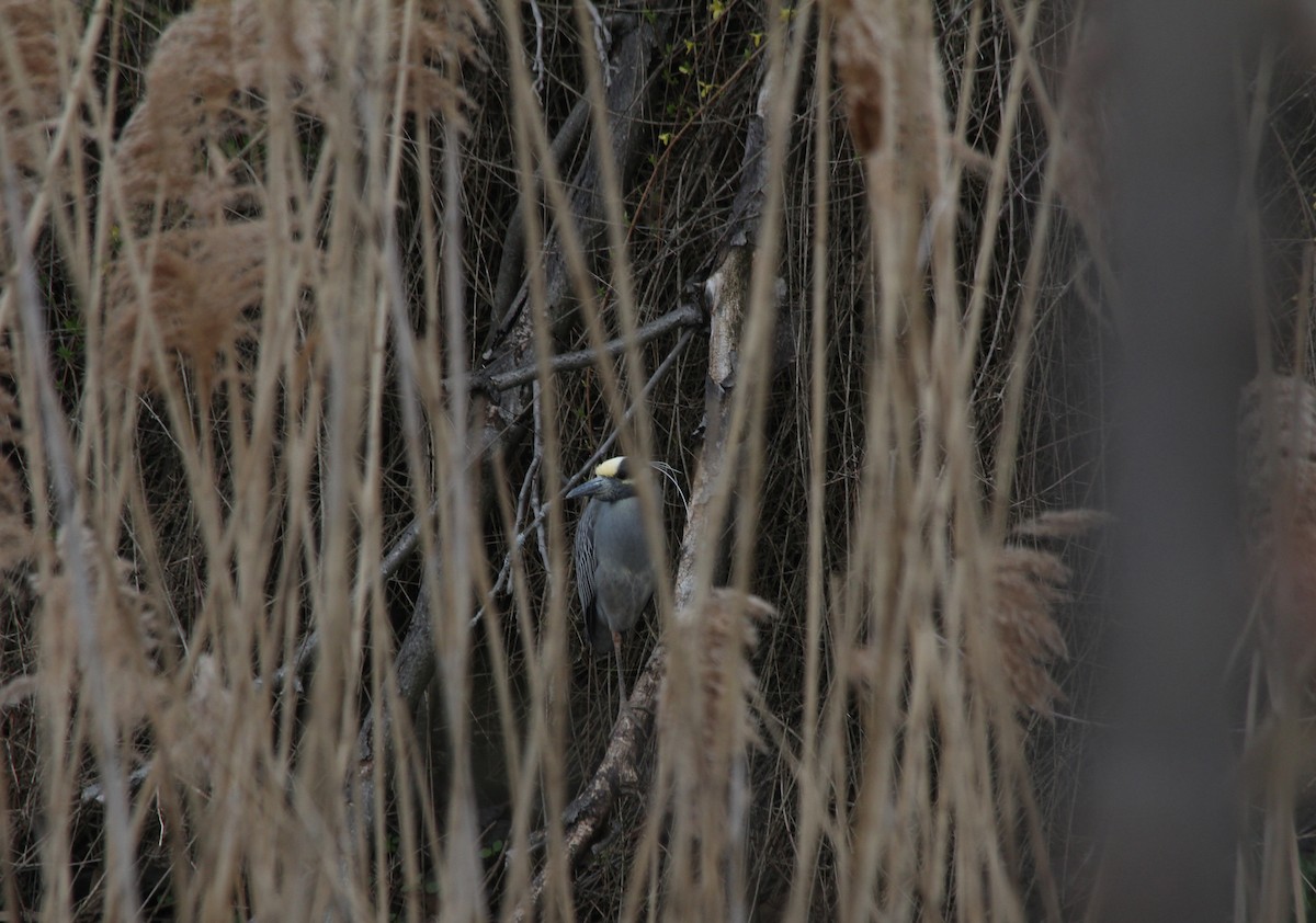 Yellow-crowned Night Heron - ML617893567