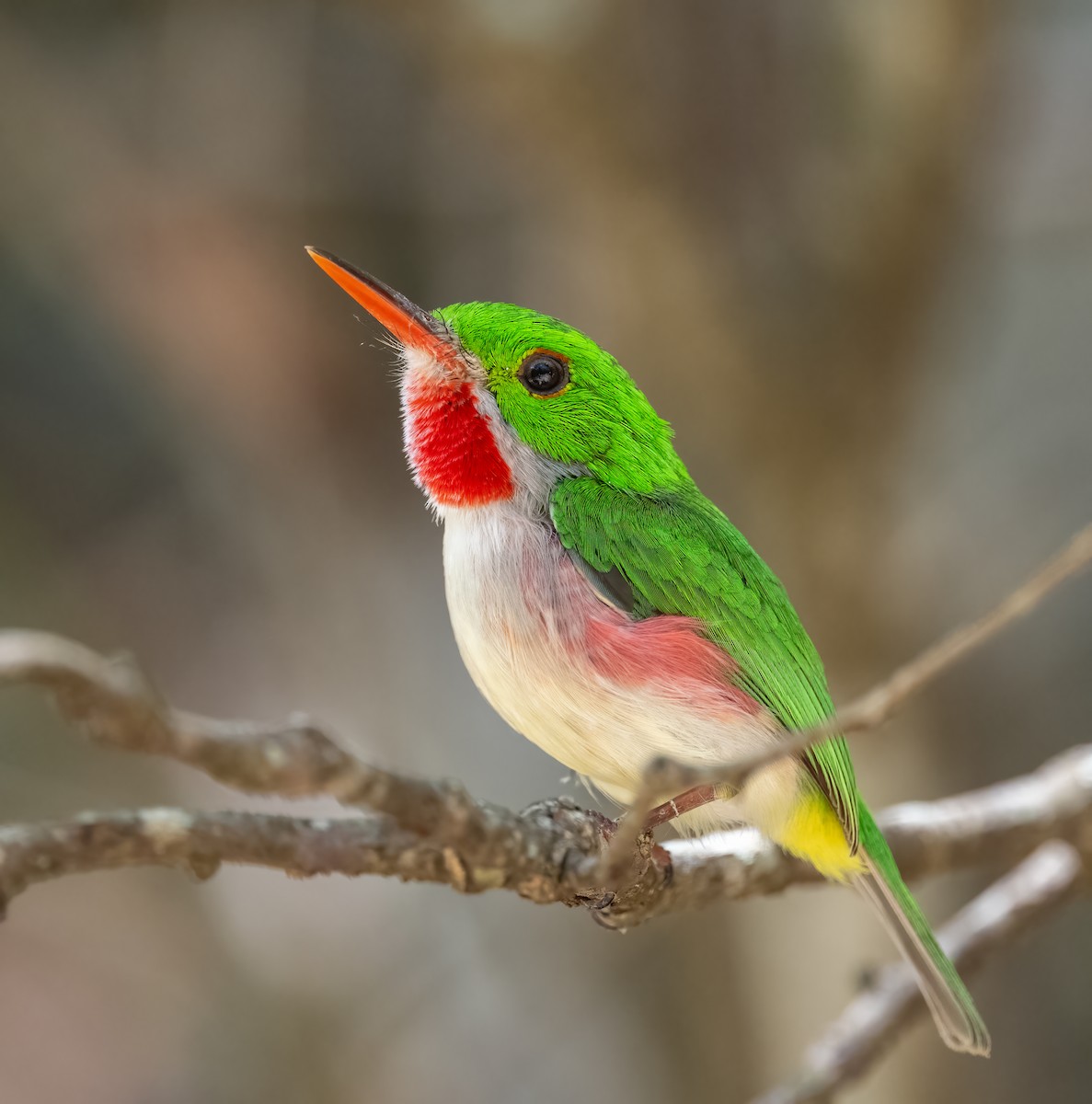 Broad-billed Tody - ML617893574