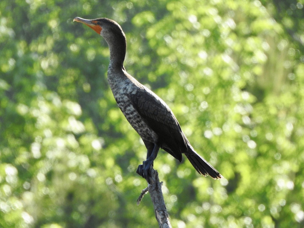 Double-crested Cormorant - ML617893607