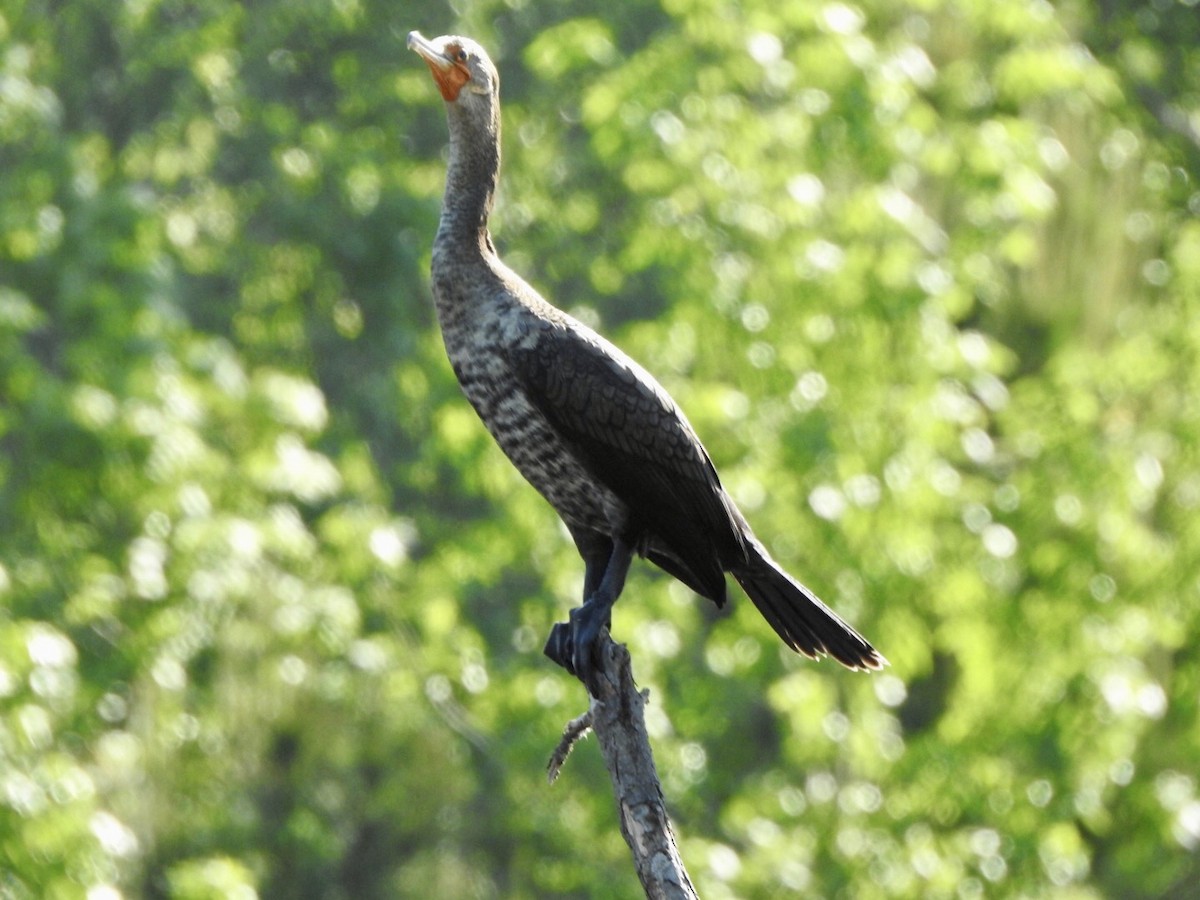 Double-crested Cormorant - ML617893608