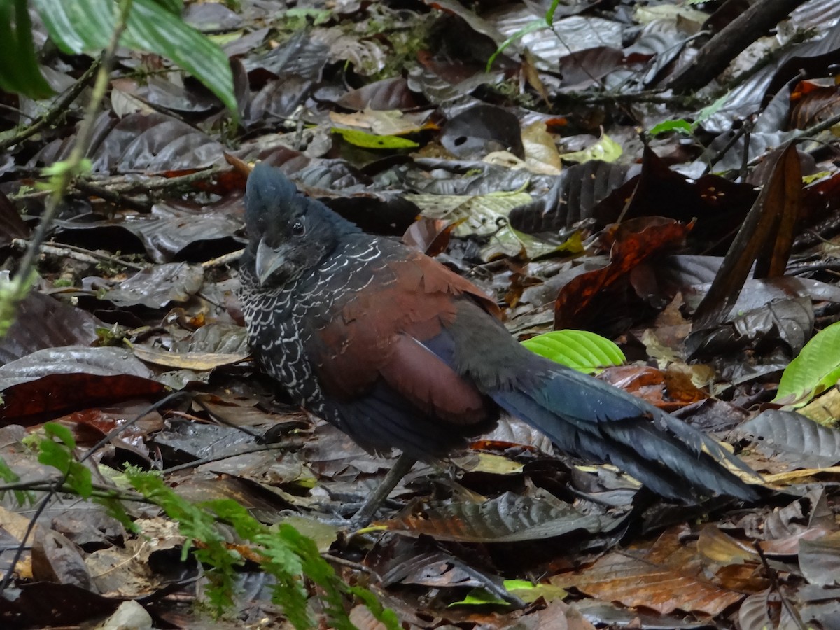 Banded Ground-Cuckoo - Francisco Sornoza