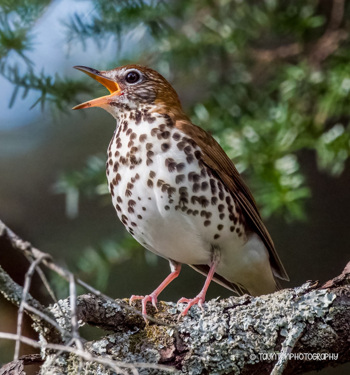 Wood Thrush - Chantal Taunton