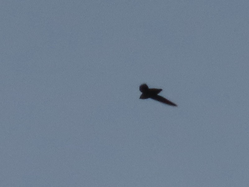 Chimney Swift - b gruff