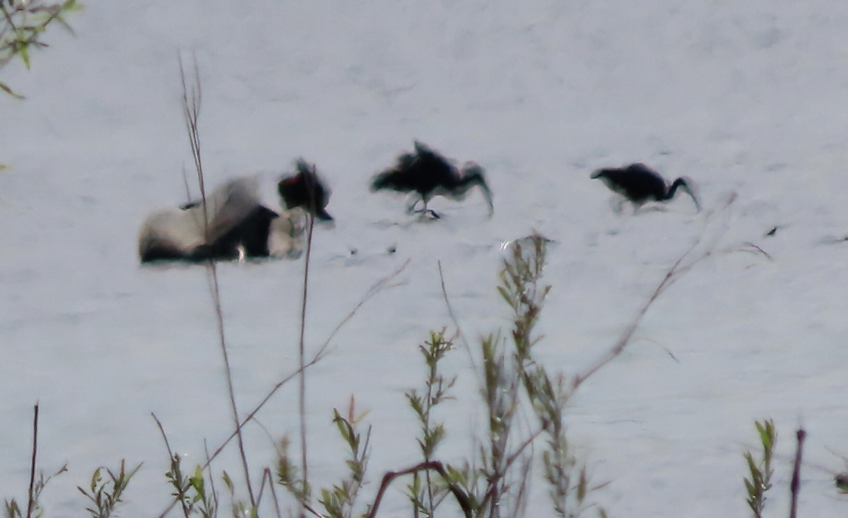 White-faced Ibis - ML617893707