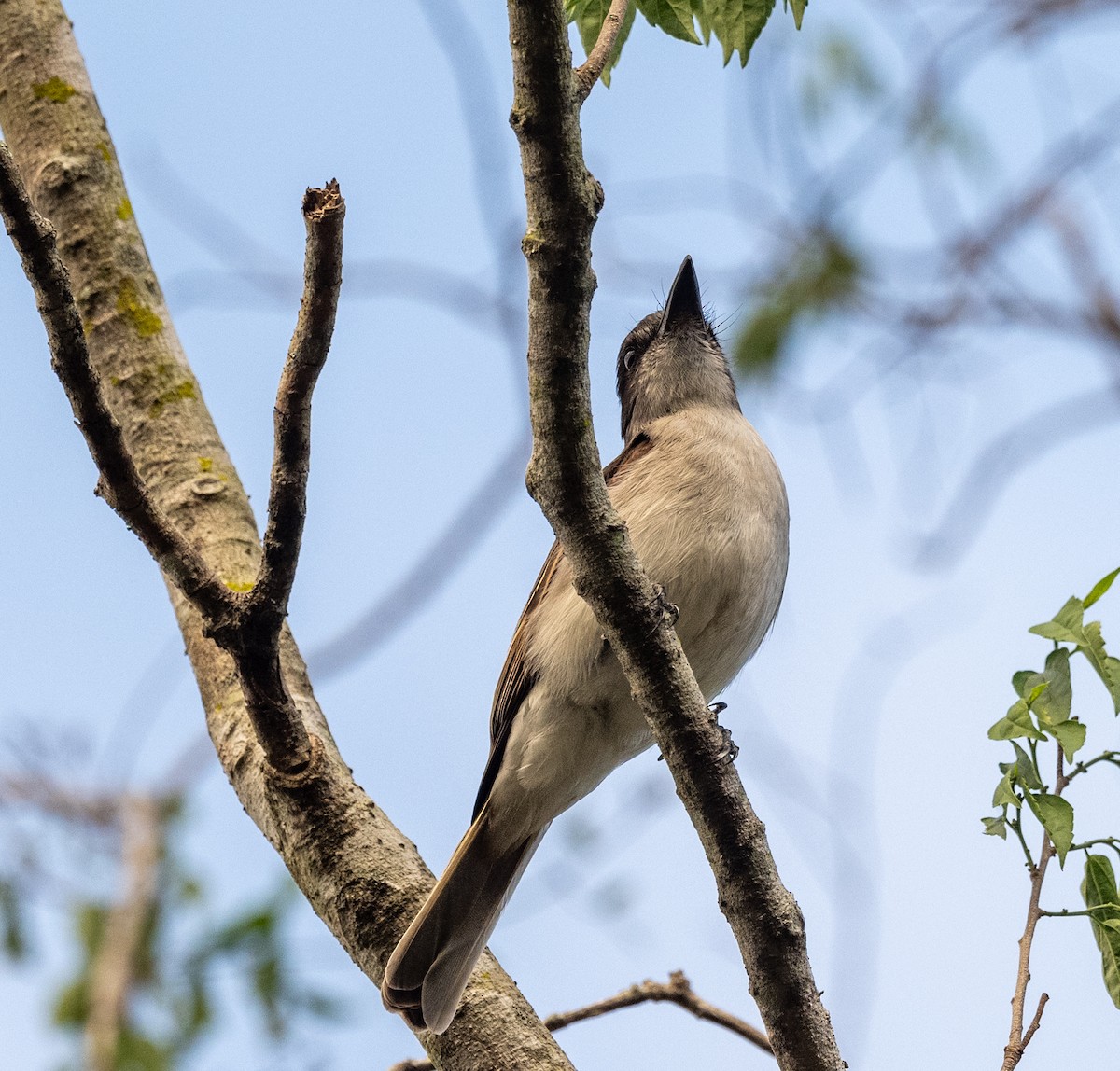 Loggerhead Kingbird - ML617893724