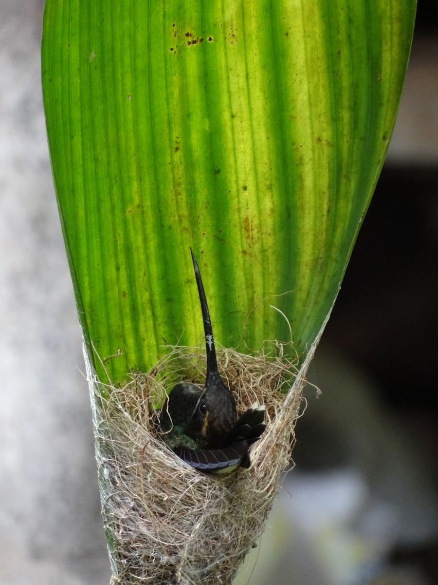 White-whiskered Hermit - Francisco Sornoza