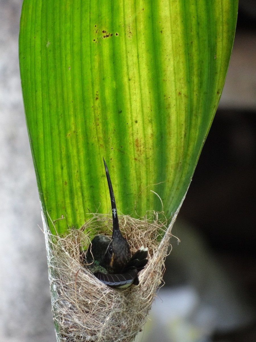 White-whiskered Hermit - ML617893735