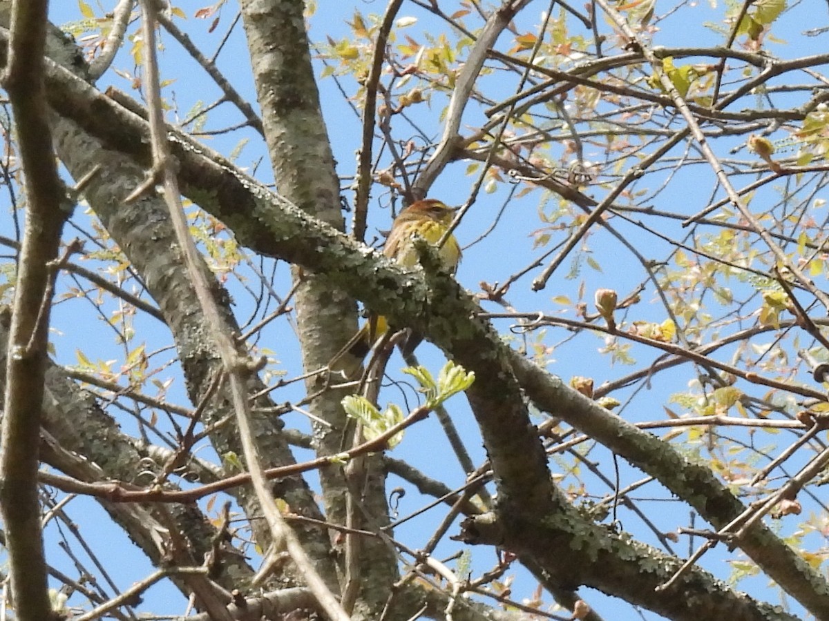 Palm Warbler - ML617893790