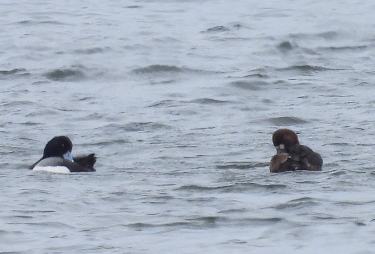 Greater Scaup - ML617893812