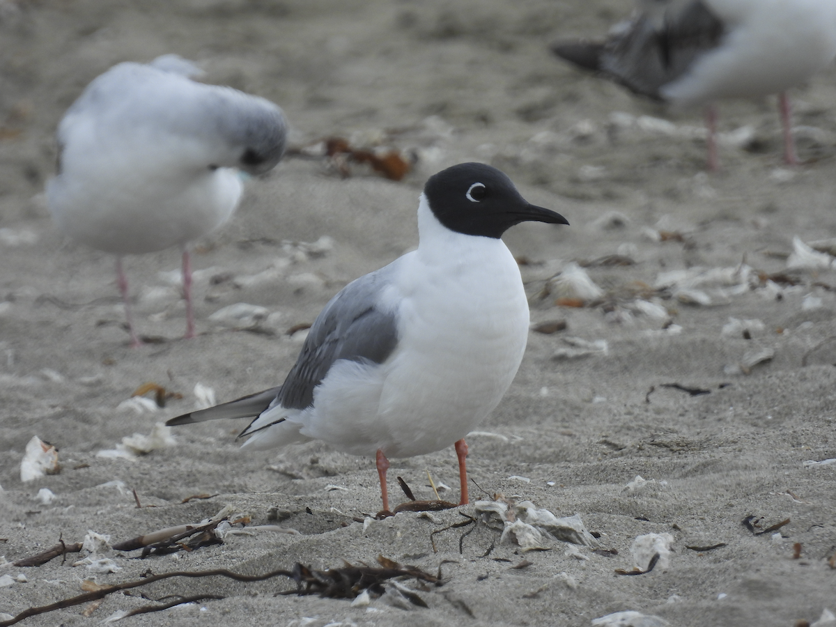 Bonaparte's Gull - ML617893842