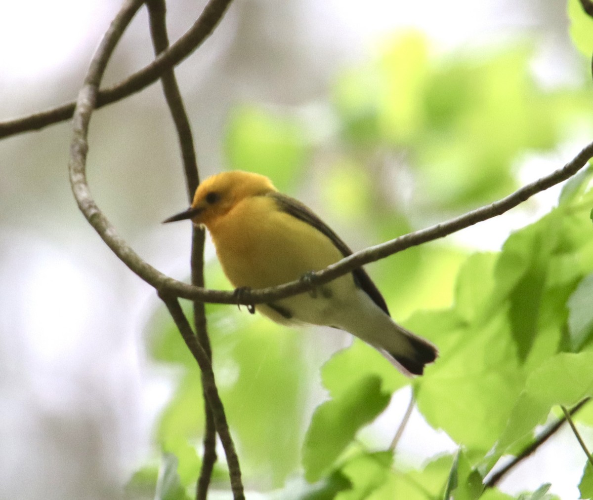 Prothonotary Warbler - ML617893847