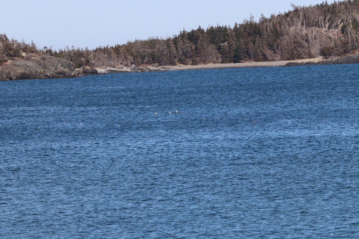 Long-tailed Duck - ML617893848