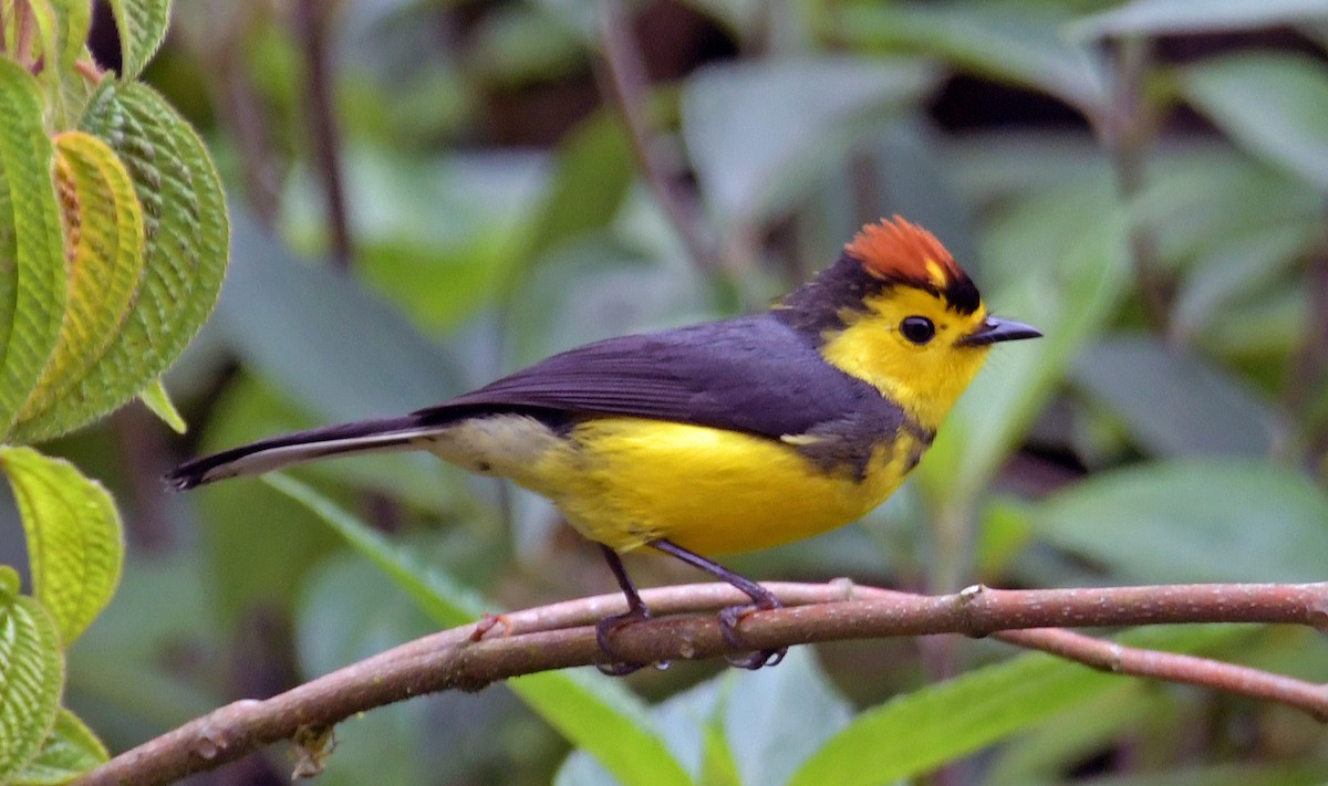 Collared Redstart - ML617893851