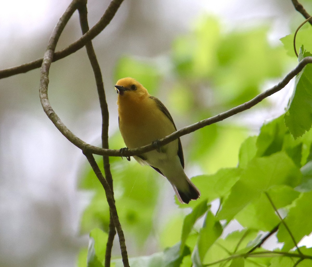 Prothonotary Warbler - ML617893863