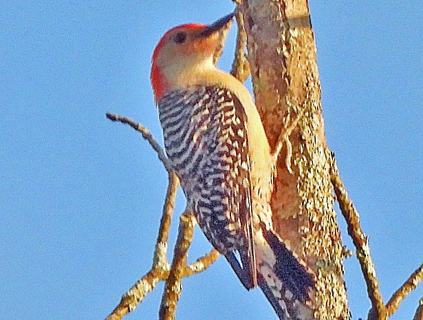 Red-bellied Woodpecker - ML617893864