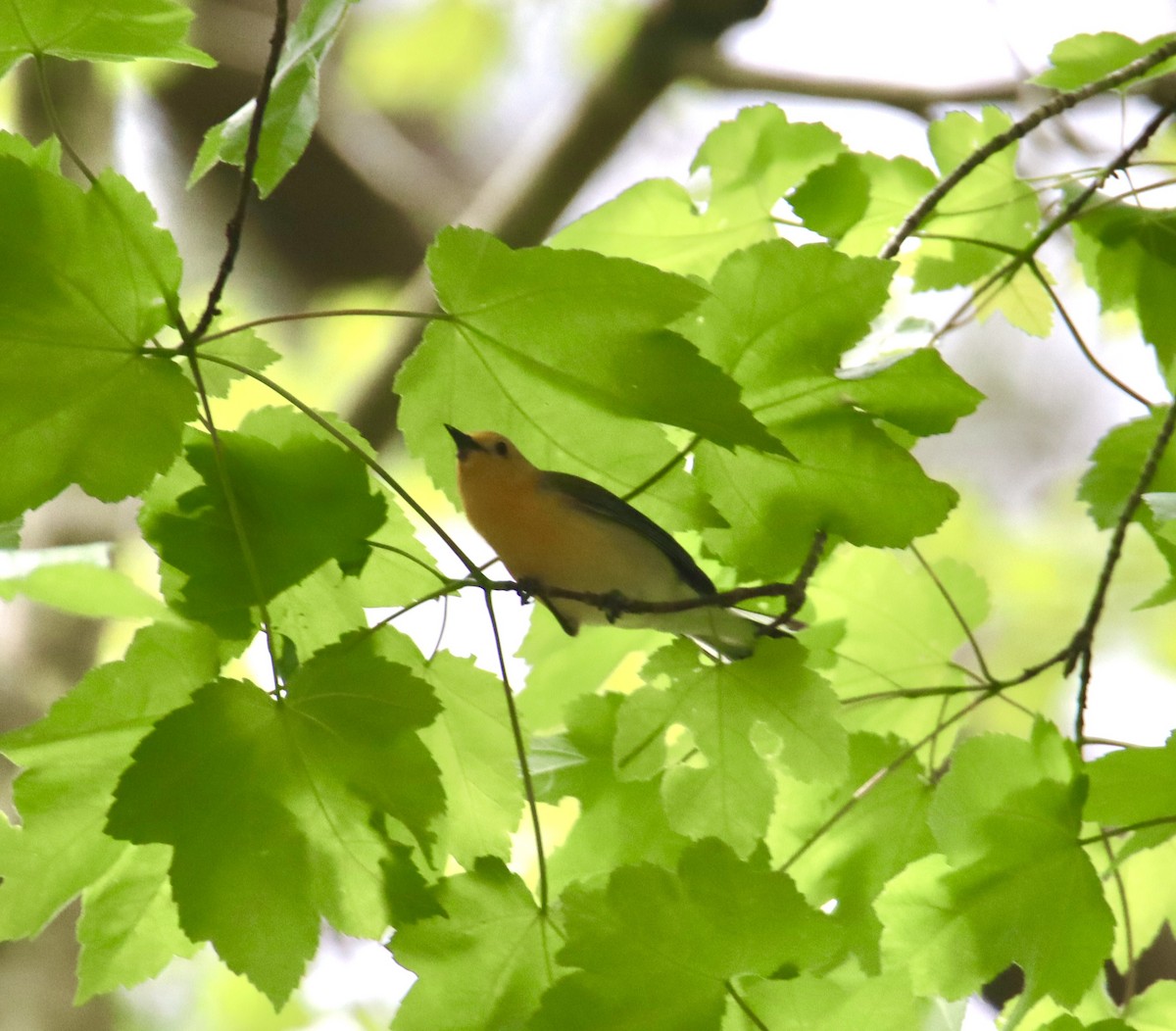 Prothonotary Warbler - ML617893874