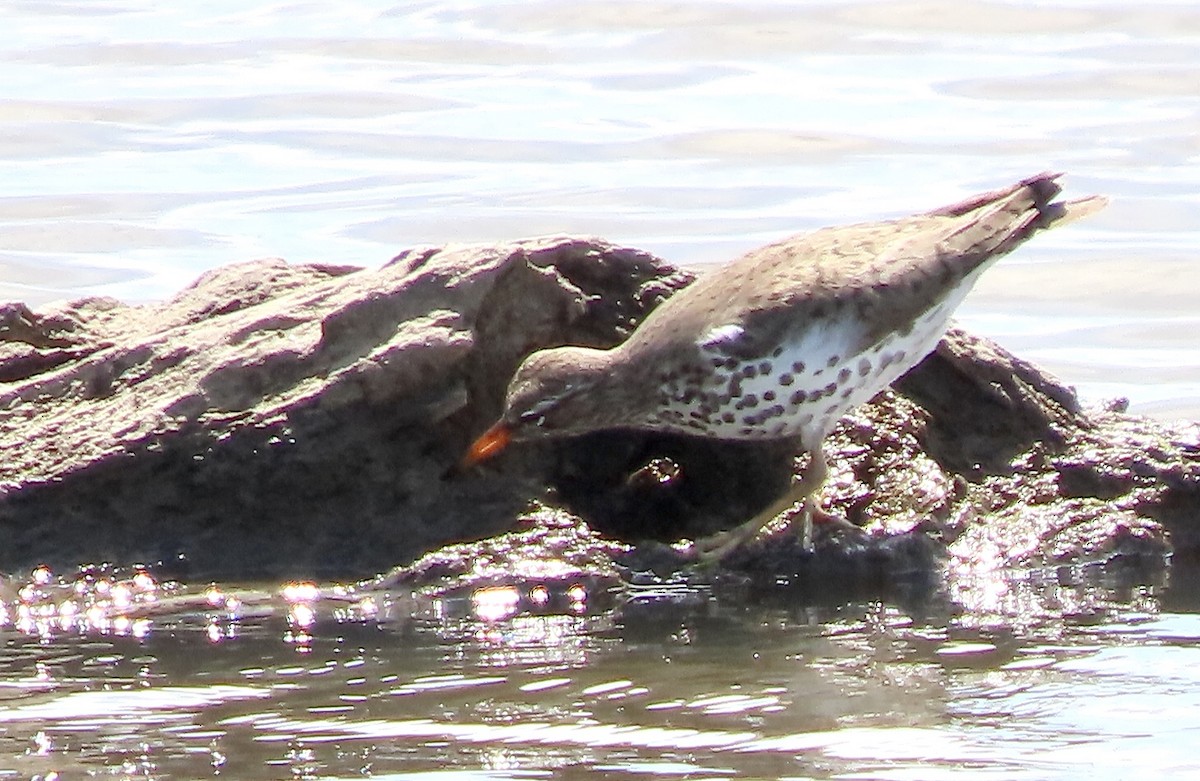 Spotted Sandpiper - ML617893902