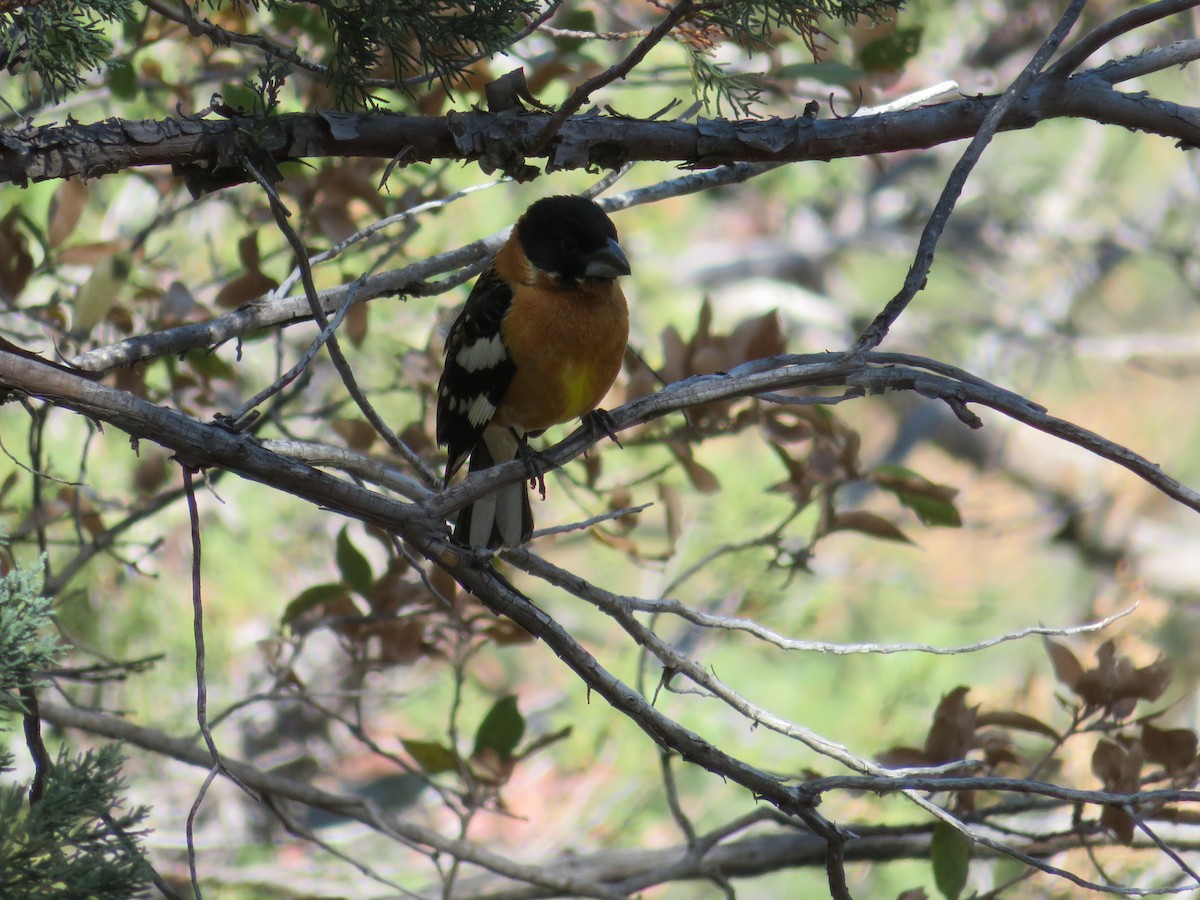 Black-headed Grosbeak - ML617893915