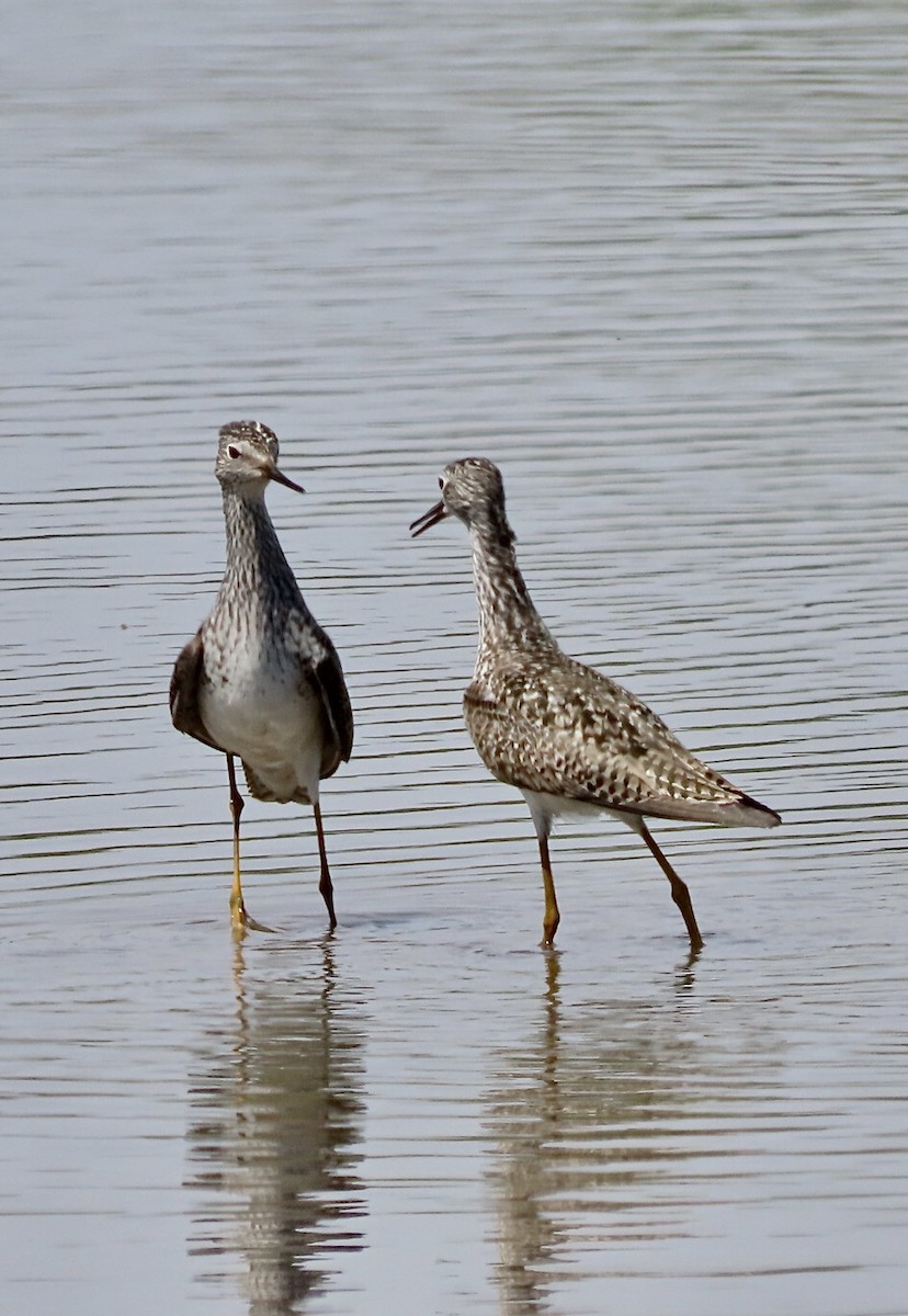 Lesser Yellowlegs - ML617893924