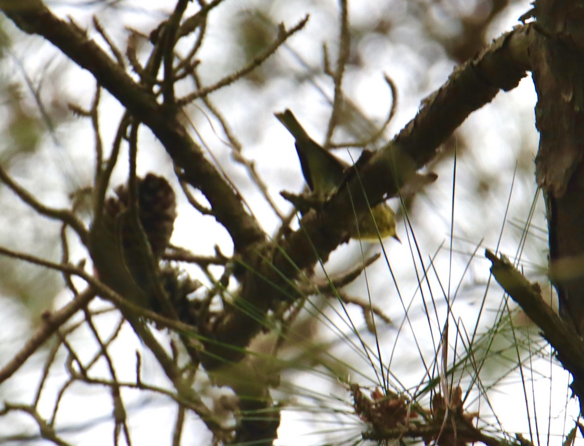 Pine Warbler - ML617893935