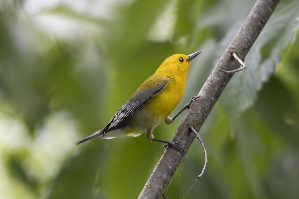 Prothonotary Warbler - Jack Crowe
