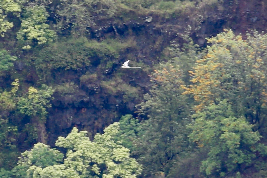 White-tailed Tropicbird - ML617893967