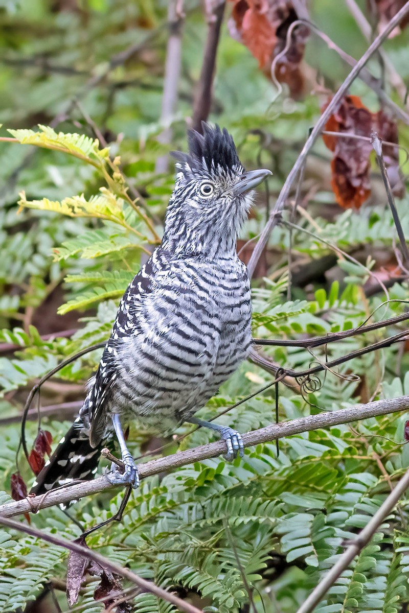 Barred Antshrike (Barred) - ML617893977