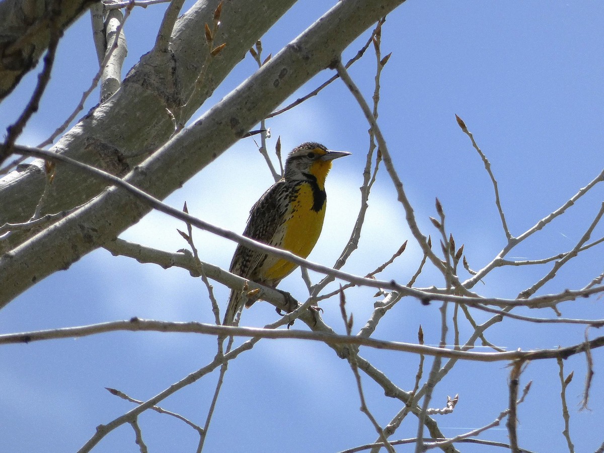 Western Meadowlark - ML617894023