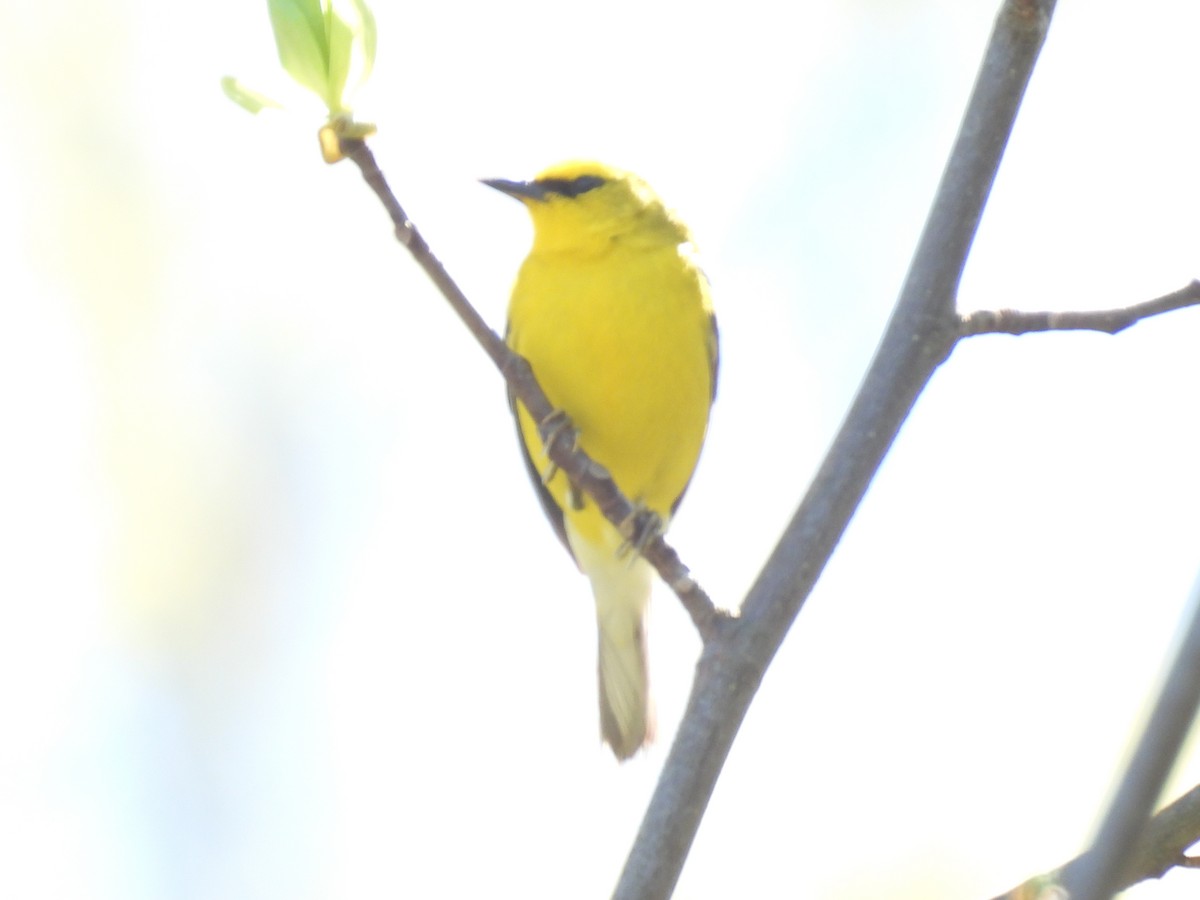 Blue-winged Warbler - ML617894053