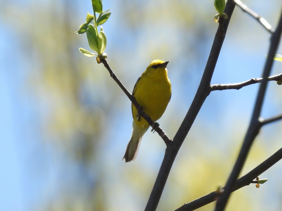 Blue-winged Warbler - ML617894057