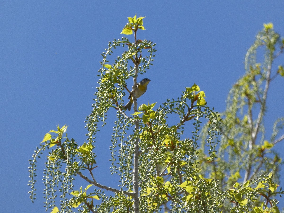 Virginia's Warbler - ML617894064