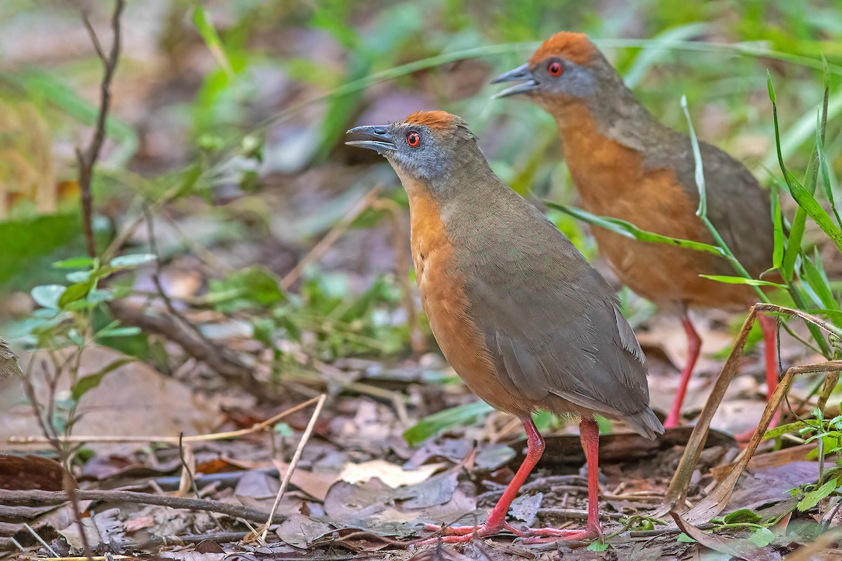 Russet-crowned Crake - Fábio Giordano