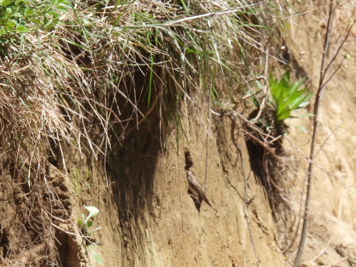 Northern Rough-winged Swallow - ML617894079