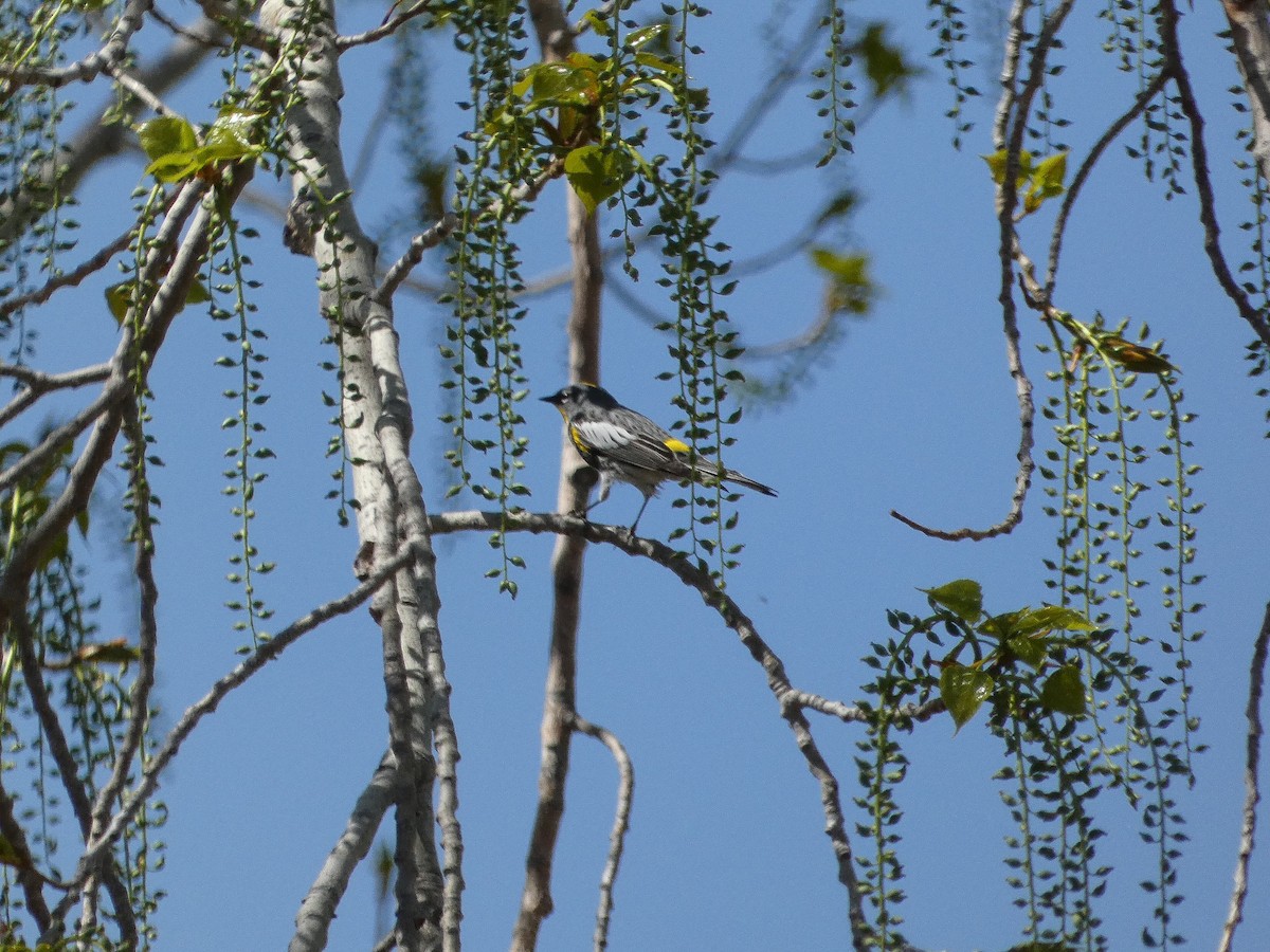 Yellow-rumped Warbler (Audubon's) - ML617894091